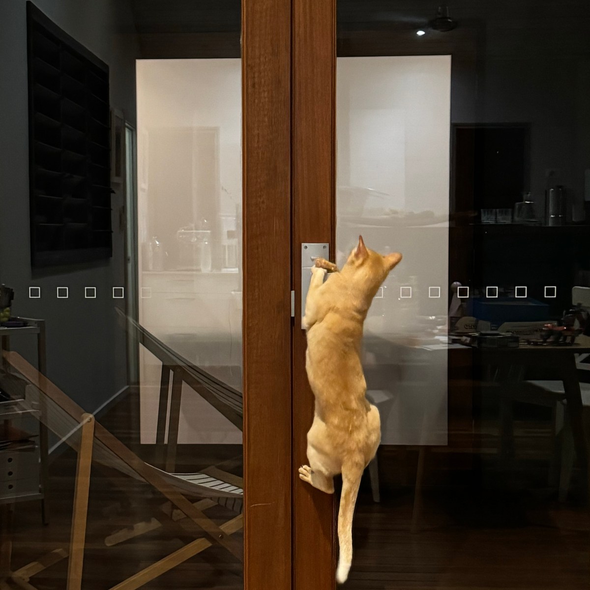 Huckleberry – The cat of many&nbsp;wonders