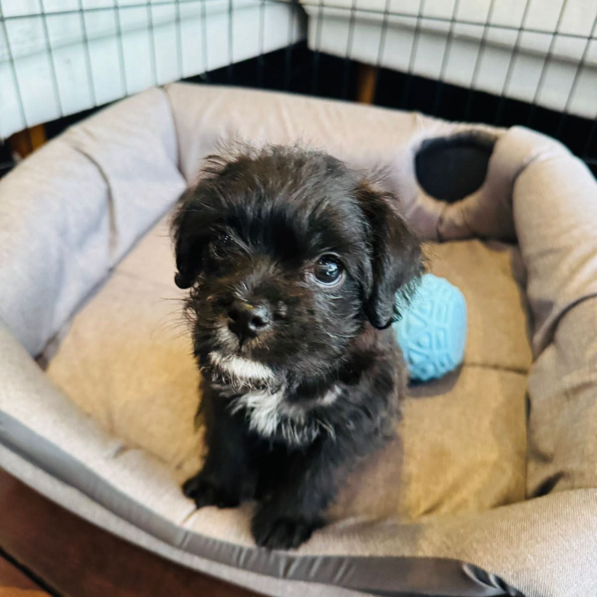 Ollie from Humptydoo